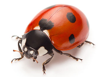 A closeup of a red ladybug on a white background.