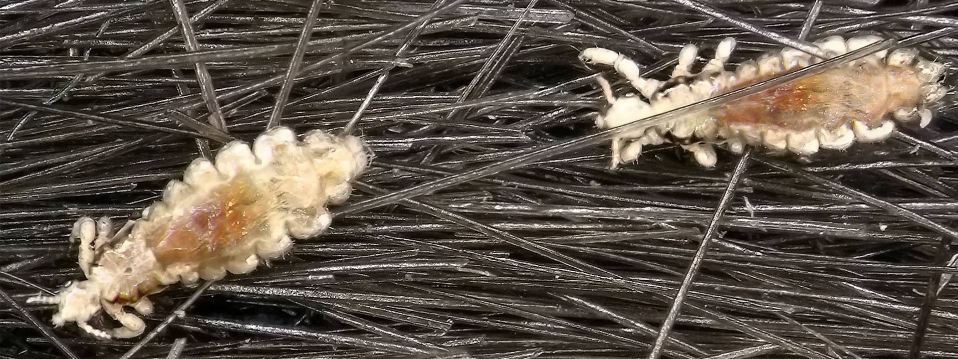 A closeup of lice.