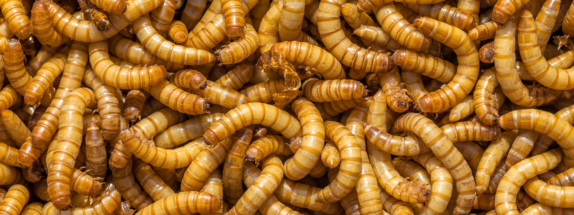 A pile of mealworms.