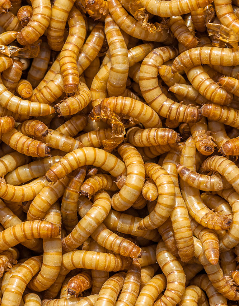 A pile of mealworms.