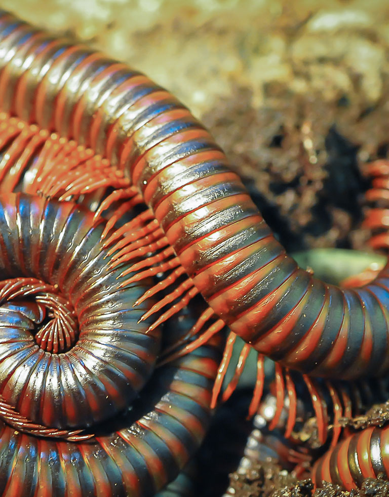 A pile of millipedes.