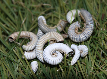 A pile of millipede skeletons.