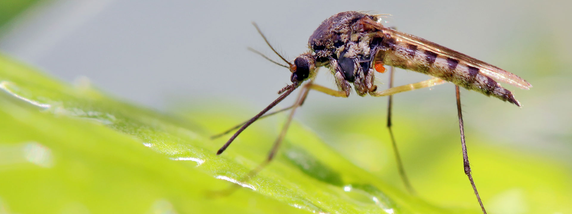 A mosquito sitting on a leaf.