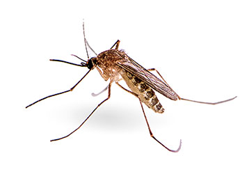 A mosquito on a white background.