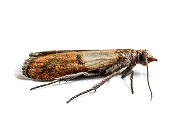 A casemaking clothes moth on a white background.
