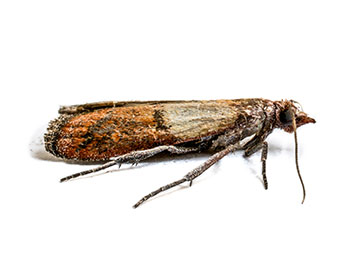 https://www.assuredenvironments.com/wp-content/uploads/2023/02/moth-casemaking.jpg