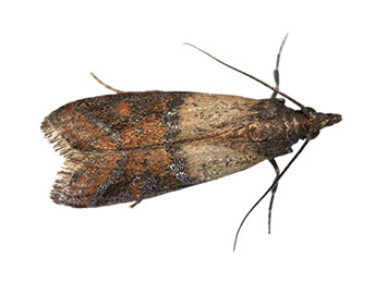 An Indian Meal Moth on a white background.