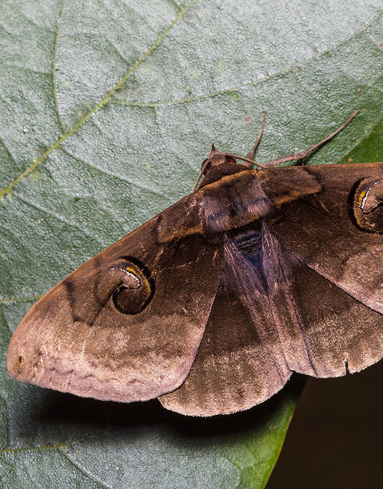 A moth sitting on a leaf with its wings spread, sparkling in the sunlight.