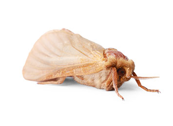 A Webbing Clothes Moth on a white background.