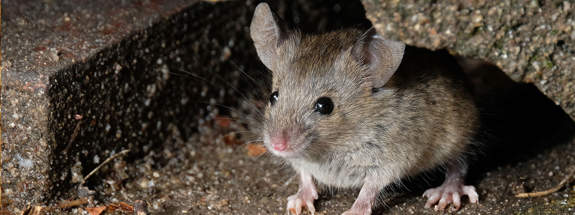 A mouse hiding under a rock.