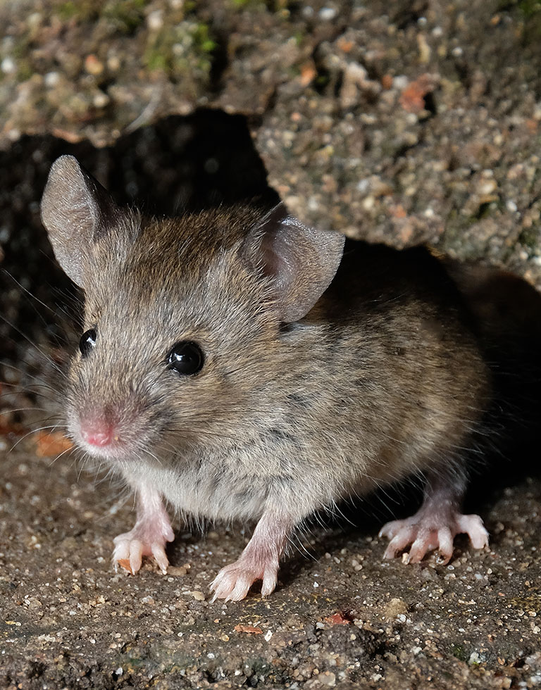 A mouse hiding under a rock.
