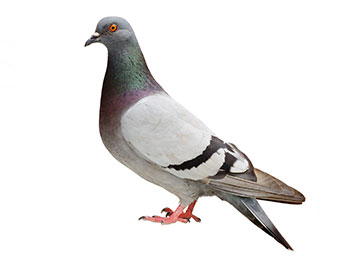 A pigeon on a white background.