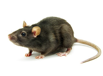 A rat on a white background.