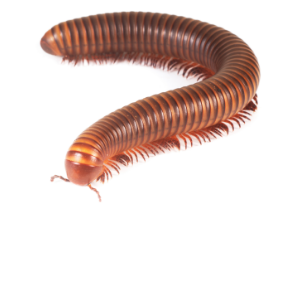 A millipede on a white background.