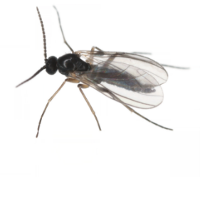 Gnat bug shop