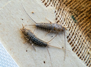 Two silverfish eating the spine of a book.