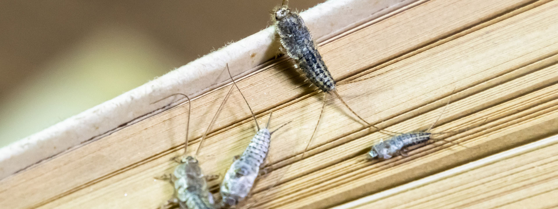 Silverfish in the pages of a book.