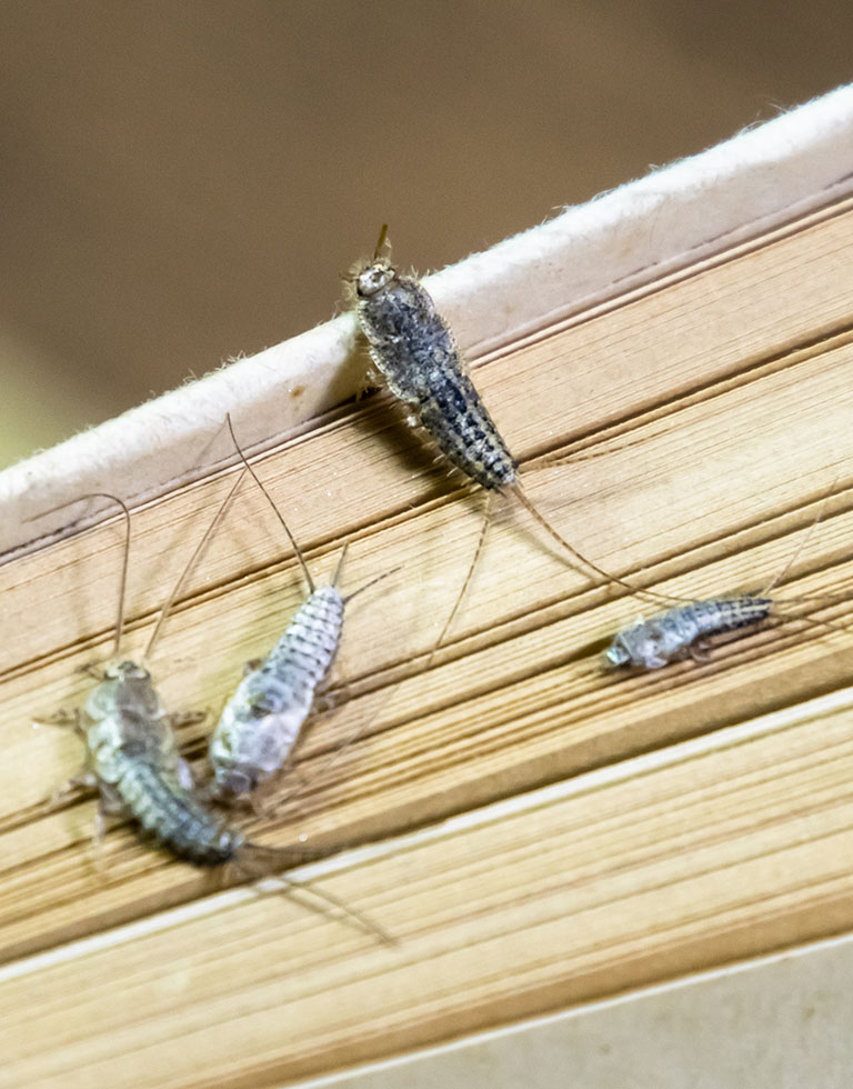 Silverfish in the pages of a book.
