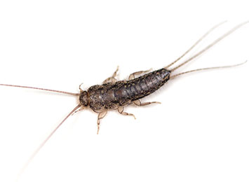 A silverfish on a white background.