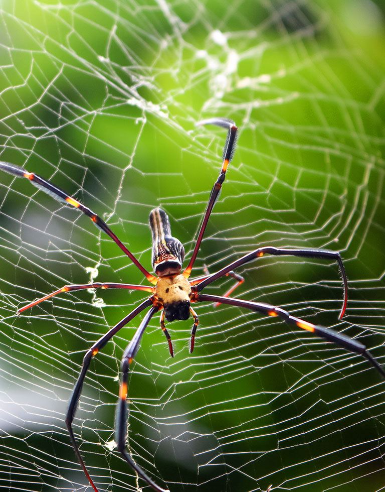 Closeup of a colorful spider on its web.