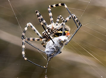 Closeup of a spider wrapping its prey in a web.