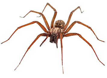 Brown recluse spider on a white background.