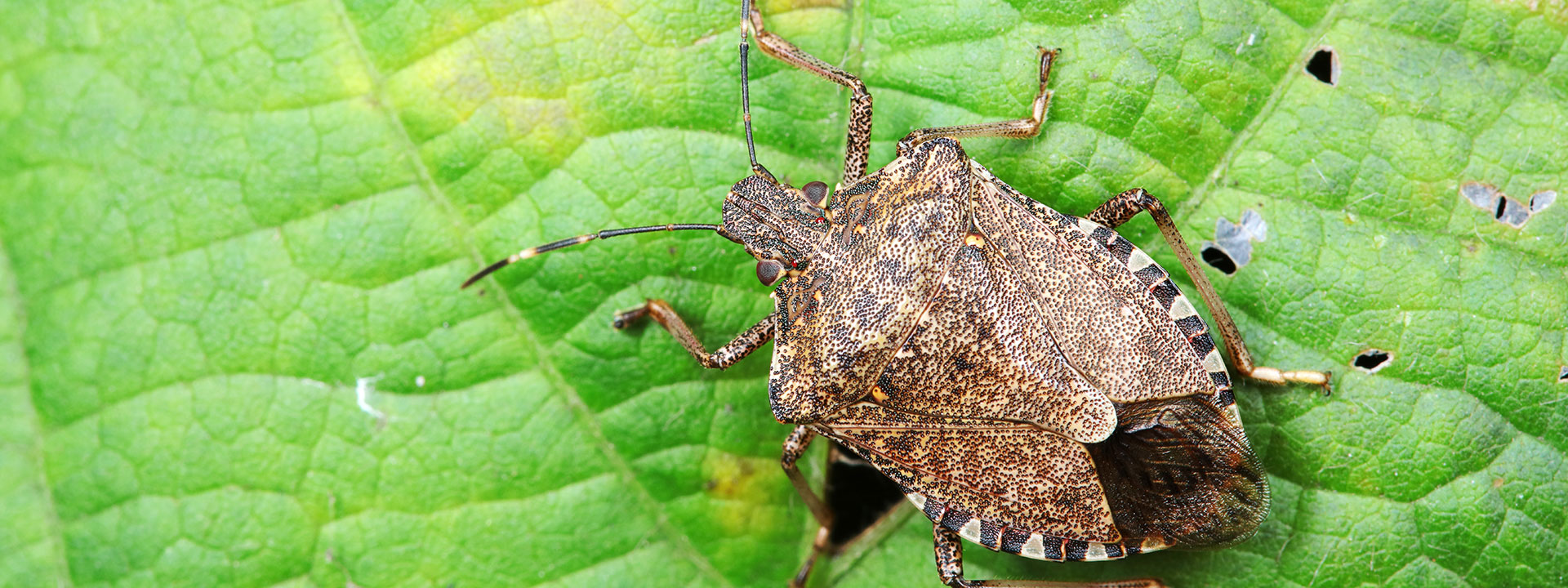 Closeup of a spotted stink bug on a green leaf.