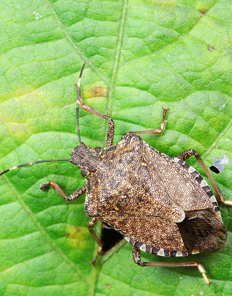 Closeup of a spotted stink bug on a green leaf.