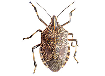 Closeup of a spotted stink bug on a white background.