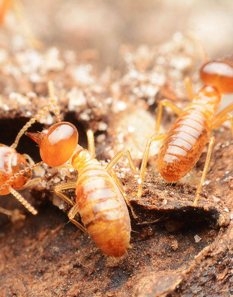 A group of termites climbing tree bark.