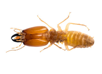 Closeup of a termite on a white background.