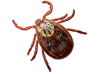 A closeup of a tick on a white background.