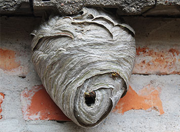 A wasp nest under a roof.