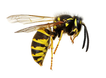 A wasp mid-flight.