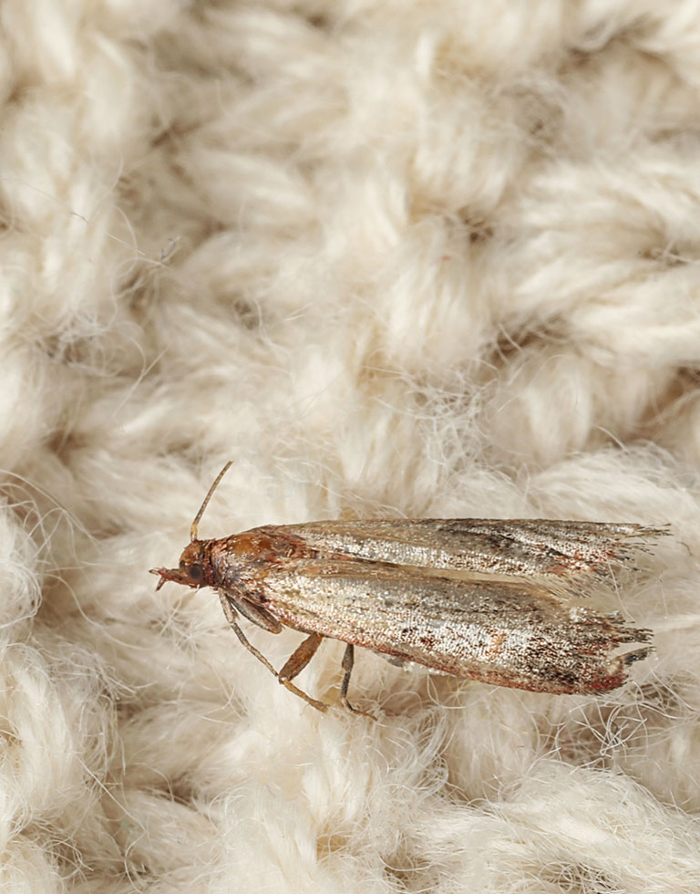 A Webbing Clothes Moth on a knit blanket.