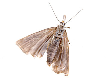 A Webbing Clothes Moth on a white background.