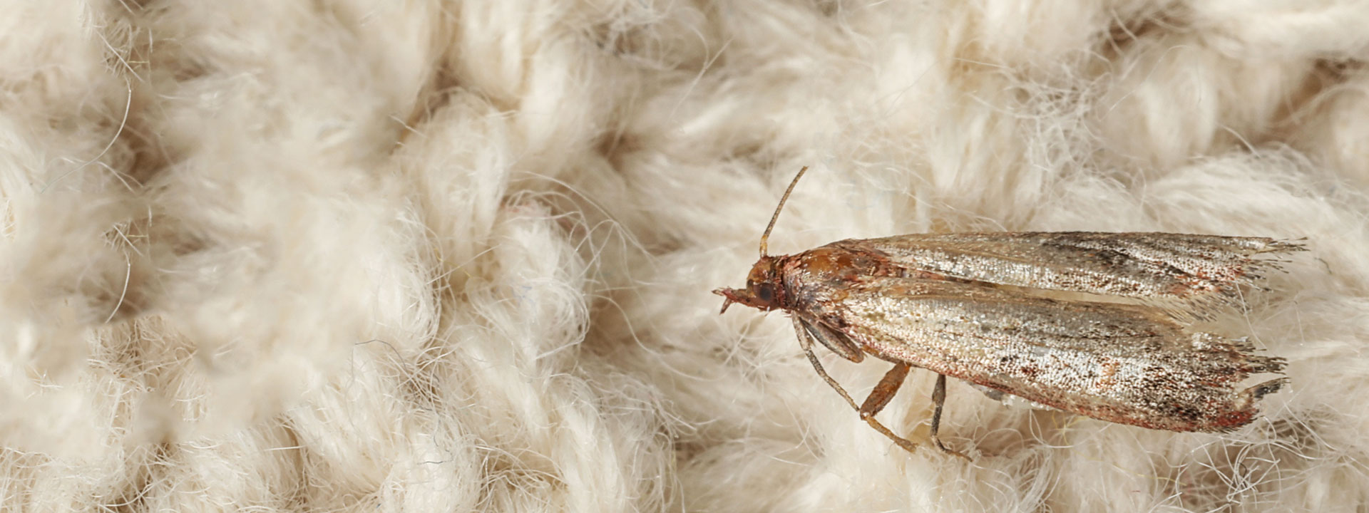 A Webbing Clothes Moth on a knit blanket.