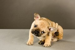 A puppy scratching its fur.