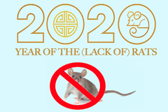 A graphic of a rat with the words "2020 year of the (lack of) rats".
