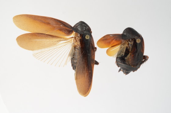 A cockroach that is resistant to cold.
