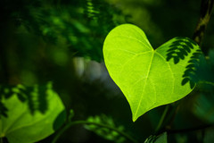 A heart-shaped leaf in the sunshine.