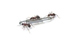 Ants carrying a paperclip.