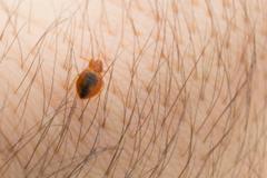 A bed bug on skin.