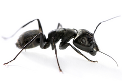 A carpenter ant.