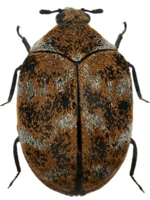 A carpet beetle on a white background.