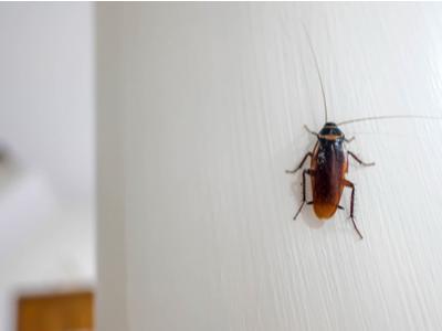 A cockroach on a white wall.