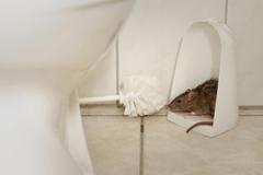 A rat in a bathroom.