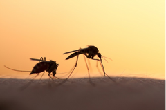 Two mosquitoes.