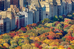 Colored trees in New York in the Fall.
