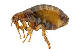 A closeup of a flea.